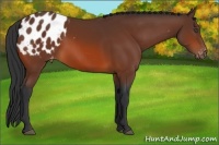 Horse Color:Bay Appaloosa