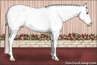 Horse Color:Buckskin Leopard 