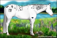 Horse Color:White Spotted Black Splash Appaloosa