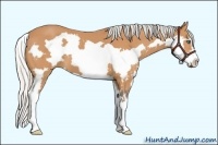 Horse Color:Silver Bay Splash Frame