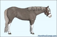 Horse Color:Silver Black Splash 