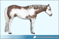 Horse Color:Silver Black Splash Frame 
