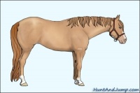 Horse Color:Gold Champagne Sabino