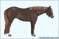 Horse Color:Liver Chestnut Sabino 