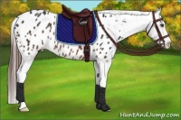 Horse Color:Brown Sabino Appaloosa Rabicano