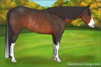 Horse Color:Brown Sabino Splash Frame Rabicano