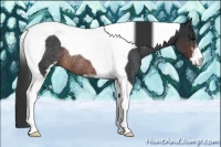 Horse Color:Brown Sabino Tobiano Rabicano