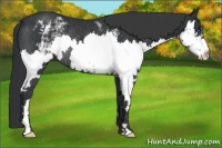 Horse Color:White Spotted Black Splash Frame Rabicano