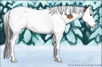 Horse Color:Buckskin Sabino Splash Tobiano