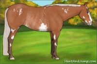 Horse Color:White Spotted Silver Bay Splash Frame Rabicano