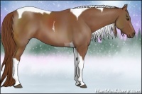 Horse Color:Chestnut Tobiano