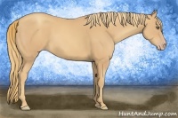 Horse Color:Gold Champagne 