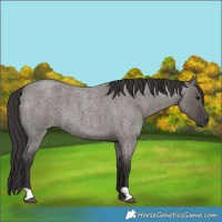 Horse Color:Unknown