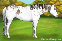 Horse Color:White Spotted Buckskin Splash 