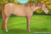 Horse Color:Gold Champagne 