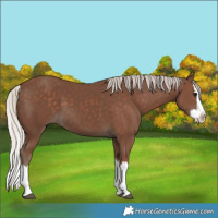 Horse Color:Silver Black Splash 