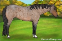 Horse Color:Buckskin Roan 