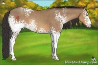 Horse Color:White Spotted Sable Champagne 
