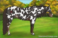 Horse Color:Liver Chestnut Sabino Appaloosa 