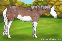 Horse Color:Silver Bay Splash