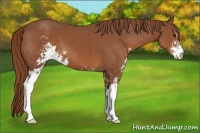 Horse Color:Chestnut Sabino