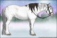 Horse Color:Bay Sabino 