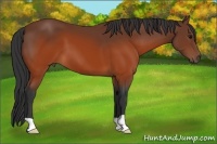 Horse Color:Brown 