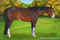 Horse Color:Brown Sabino
