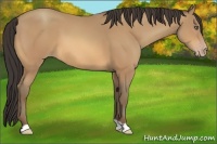 Horse Color:Amber Champagne 