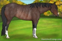 Horse Color:Bay Frame Rabicano 