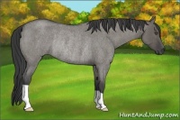 Horse Color:Grullo Roan Rabicano 