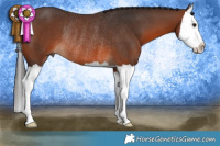 Horse Color:Brown Splash Rabicano
