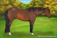 Horse Color:Bay Roan 