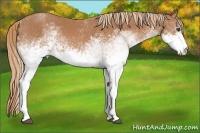 Horse Color:White Spotted Chestnut 