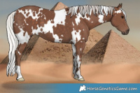 Horse Color:White Spotted Silver Black 