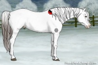 Horse Color:Liver Chestnut Near Leopard 