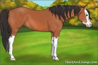 Horse Color:Bay Splash 