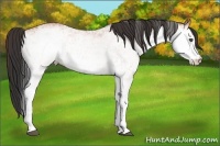 Horse Color:White Spotted Bay 