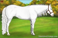 Horse Color:Cremello Appaloosa 