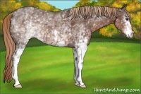 Horse Color:White Spotted Liver Chestnut 