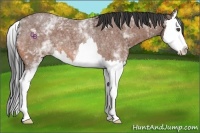 Horse Color:White Spotted Bay Roan Splash