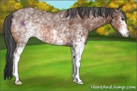 Horse Color:White Spotted Bay 
