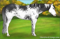 Horse Color:White Spotted Black Splash