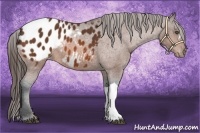 Horse Color:Bay Appaloosa 