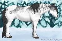 Horse Color:White Spotted Black Tobiano 