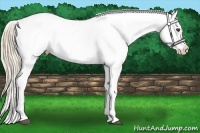 Horse Color:Chestnut Blanket