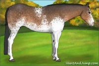 Horse Color:White Spotted Buckskin