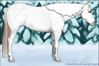 Horse Color:Red Dun Splash Tobiano Frame Near Leopard