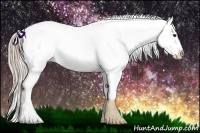 Horse Color:Chocolate Palomino Dun Appaloosa 