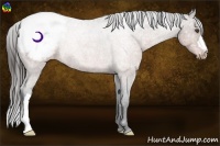 Horse Color:Brown Ice Appaloosa Rabicano 